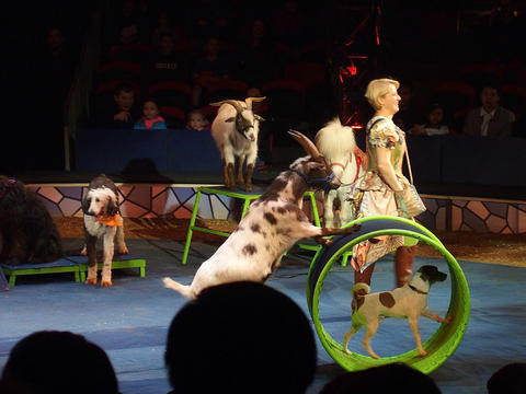 animal act (Jenny Vidbel) #2