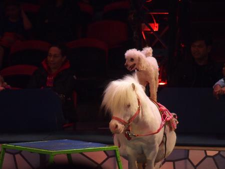 animal act (Jenny Vidbel) #4