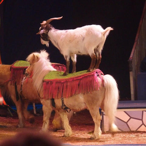 animal act (Jenny Vidbel) #5