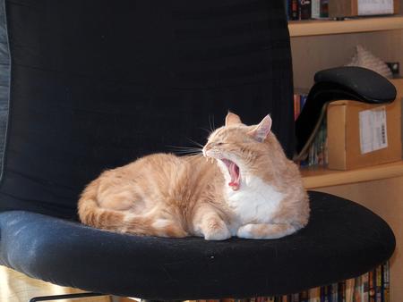 What big teeth you have