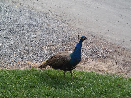 Peacock #2