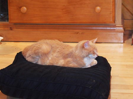 Aerosmith on his throne #2