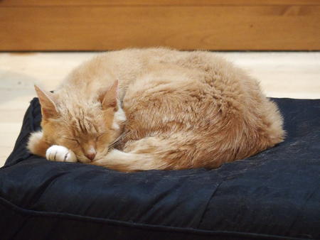 Aerosmith on his throne #3