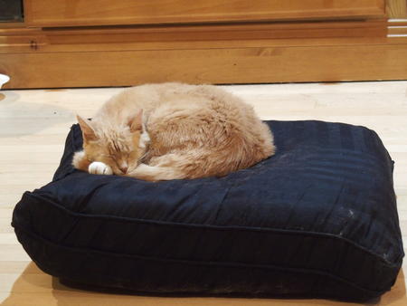 Aerosmith on his throne #4