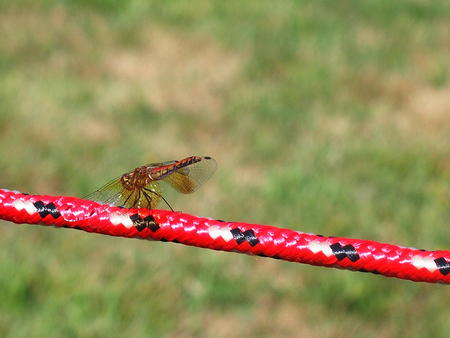 Dragonfly #2