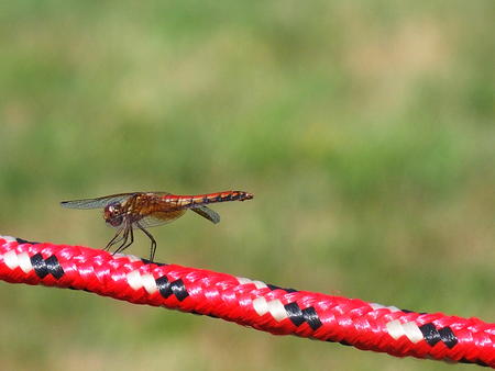 Dragonfly #3