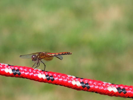 Dragonfly #4