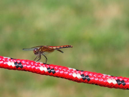 Dragonfly #5