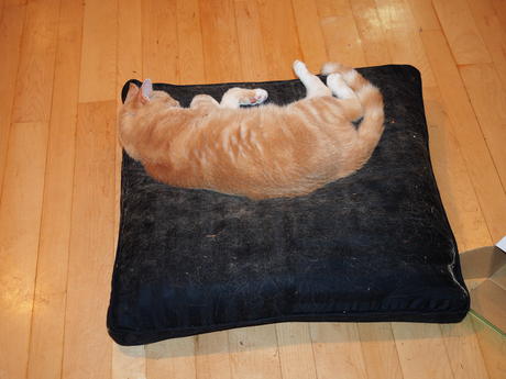 How does this cat still have hair?