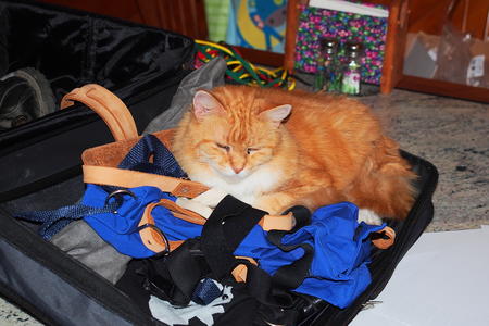 King of the suitcase