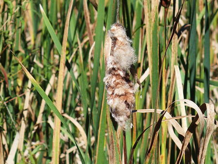 Cattails