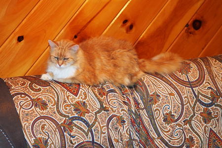 This paisly matches my fur