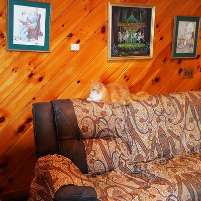 This paisly matches my fur #2