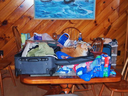 De-cat suitcase before closing it