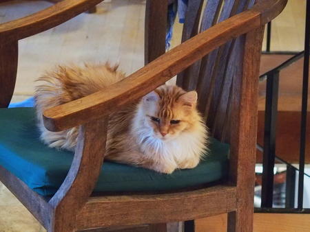 His royal highness on his throne