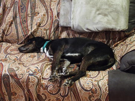 Sophie who loves sofas