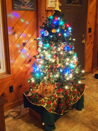 Christmas reflections & cat