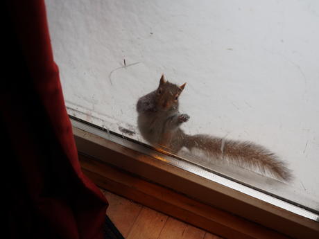 Please more birdfood