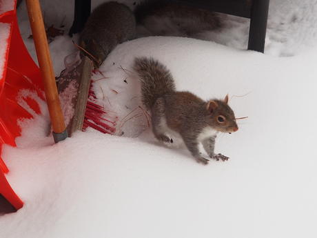 Squirrel #2