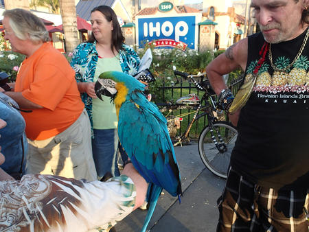 Macaw outside of Disneyland #4
