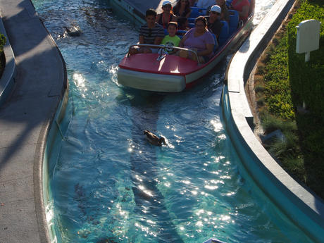 Live duck leading the way