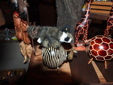 Racky tries riding an unusal zebra