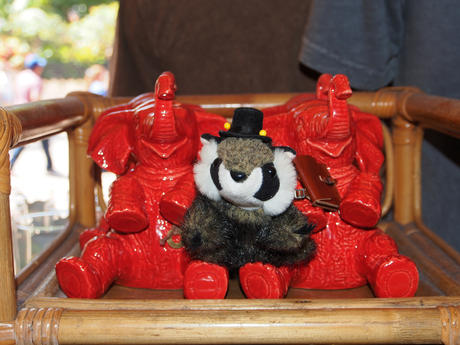 Racky hangs with some elephants