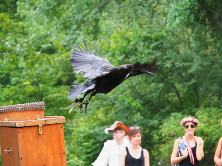 Royal Falconer and his birds #6