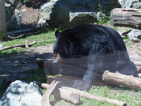 Black bear