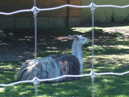Llama #2