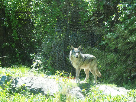 Coyote #2