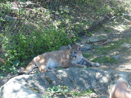 Cougar #2