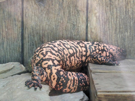 Gila monster