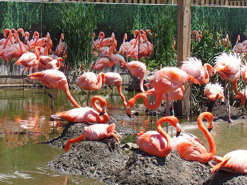 Caribbean flamingos