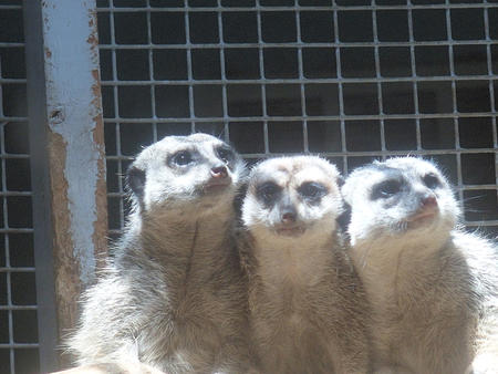 Meerkats #2