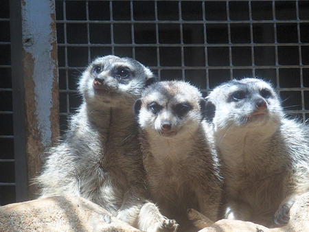 Meerkats #3