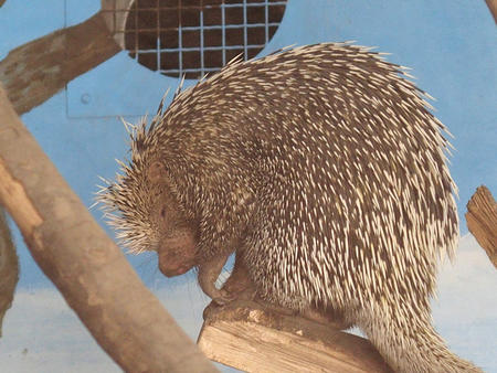 Porcupine