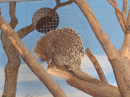 Porcupine #2