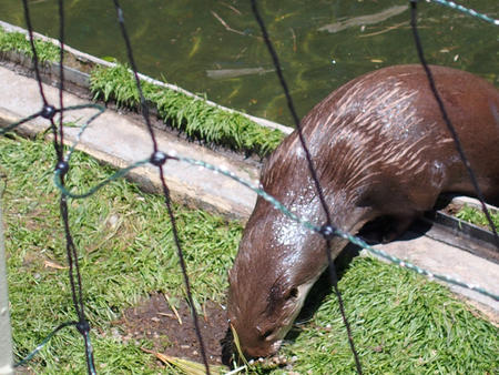 River otter