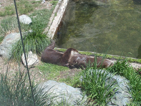 River otters