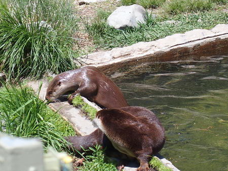 River otters #3