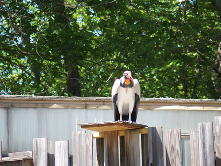 King vulture