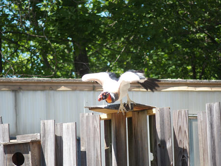 King vulture #2