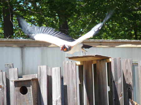 King vulture #3