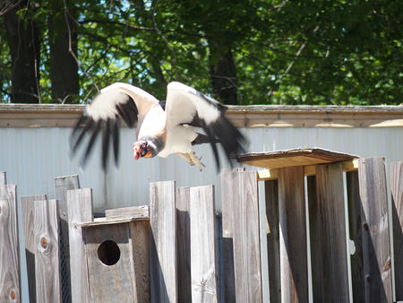 King vulture #4