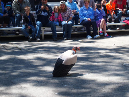 King vulture #5