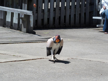 King vulture #6