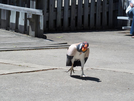 King vulture #7