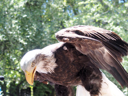 Bald eagle #16