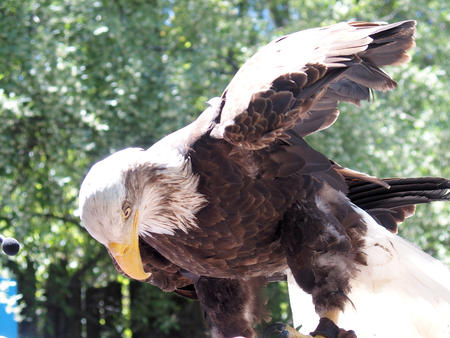 Bald eagle #17